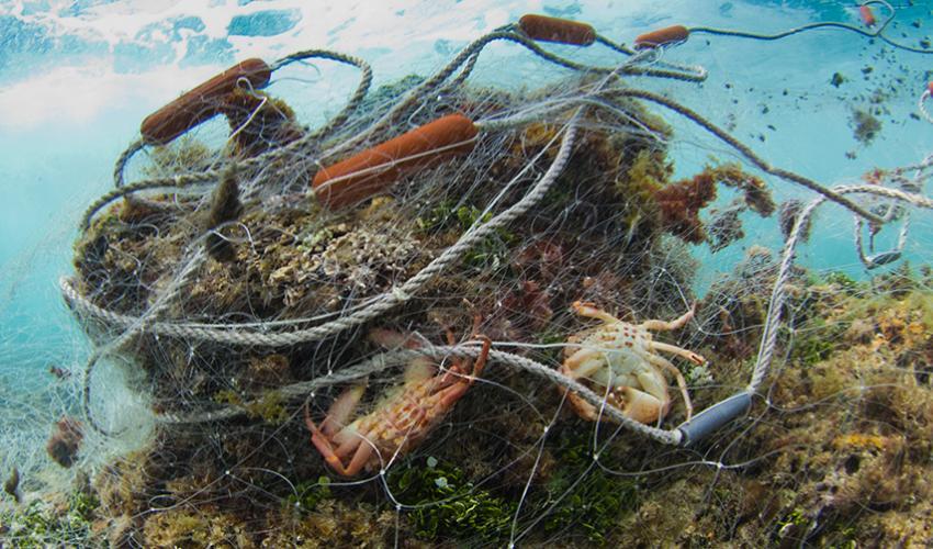 gillnet